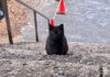 神社の階段で出会った猫