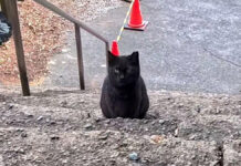 神社の階段で出会った猫