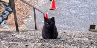 神社の階段で出会った猫