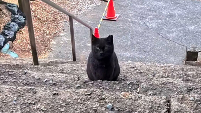 神社の階段で出会った猫