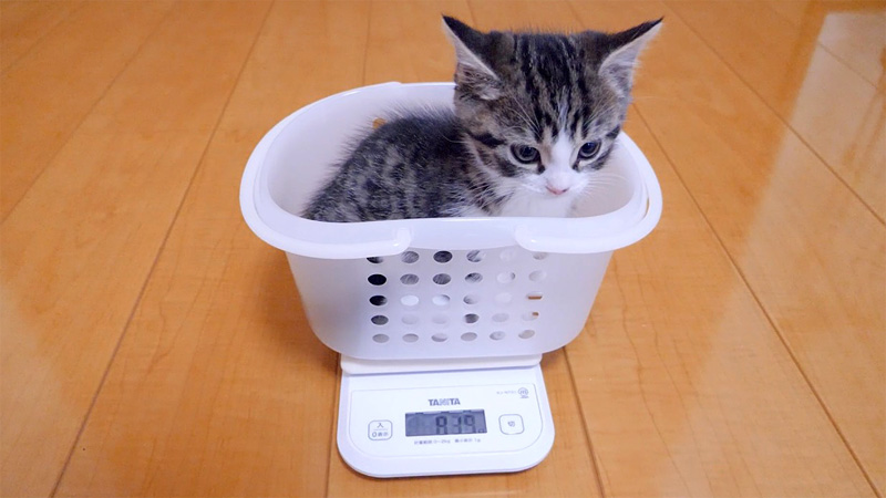 カゴに入って体重を量る子猫