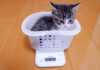 カゴに入って体重を量る子猫