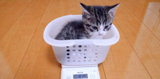 カゴに入って体重を量る子猫