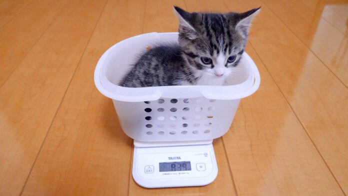 カゴに入って体重を量る子猫