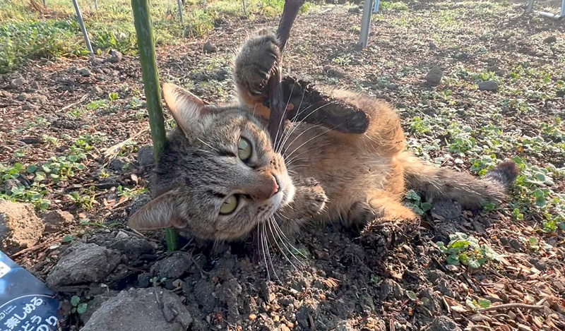 畑でゴロゴロする猫