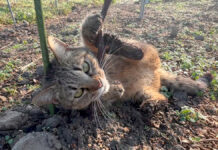 畑でゴロゴロする猫