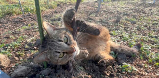 畑でゴロゴロする猫