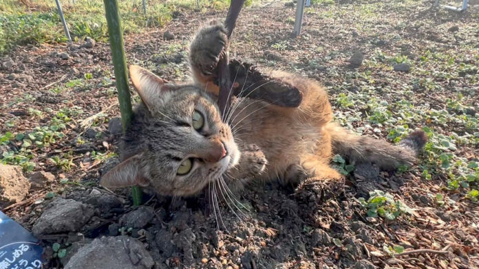 畑でゴロゴロする猫