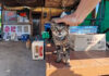 カニ料理屋さんの猫