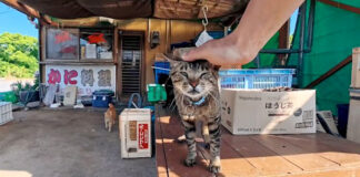 カニ料理屋さんの猫