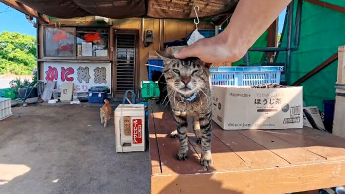 カニ料理屋さんの猫