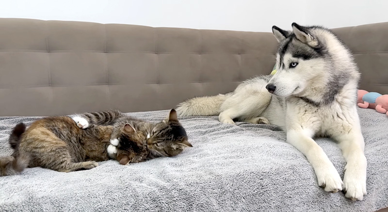 子猫達の喧嘩を初めて目撃したハスキー犬