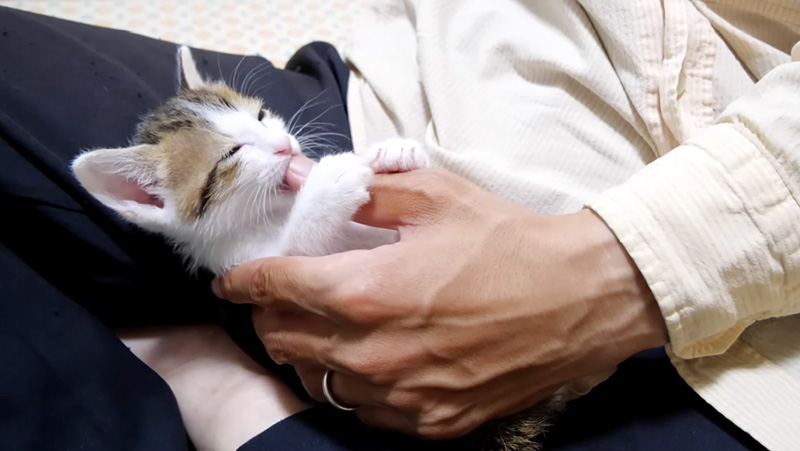 パパの指を吸う子猫