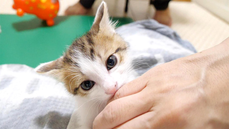 ママの指を吸う子猫