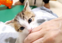 キメ顔でママの指を吸う子猫
