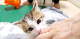 キメ顔でママの指を吸う子猫