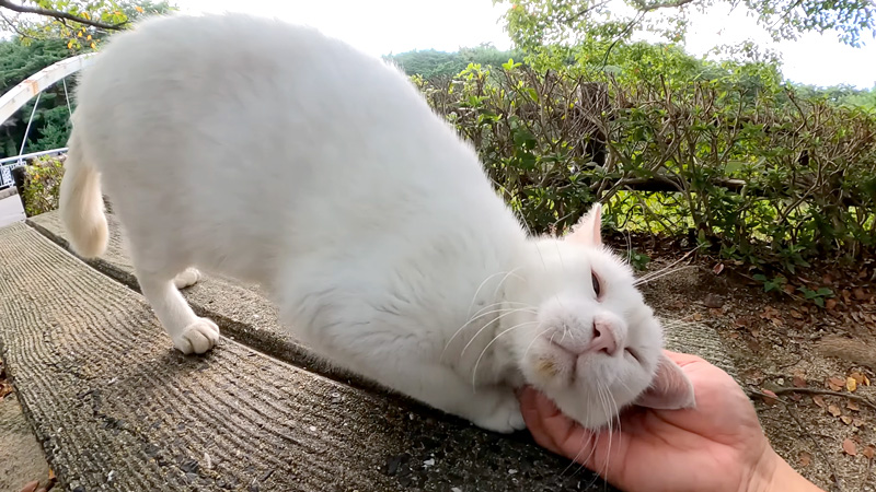 撫でられる猫