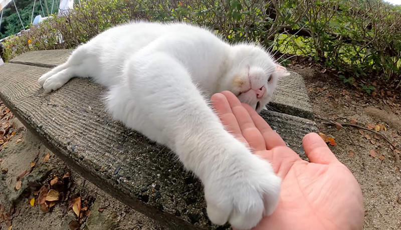 撫でて欲しい猫