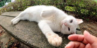 撫でて欲しい猫