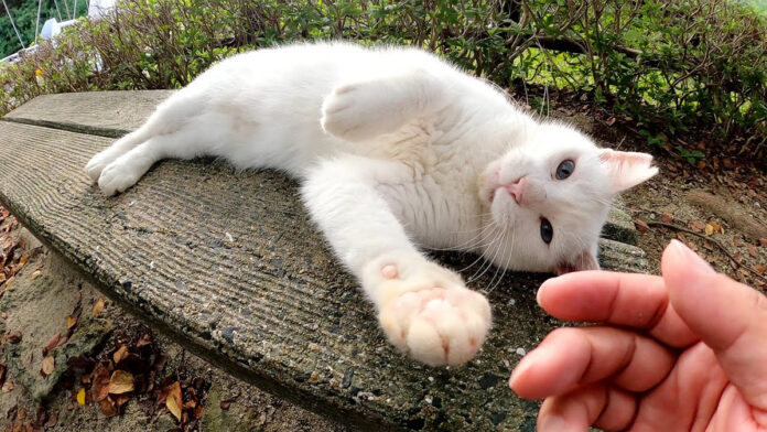撫でて欲しい猫