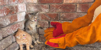怯えて威嚇する子猫達