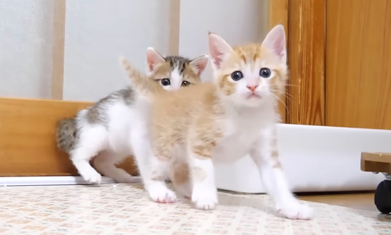 遊ぶ子猫達