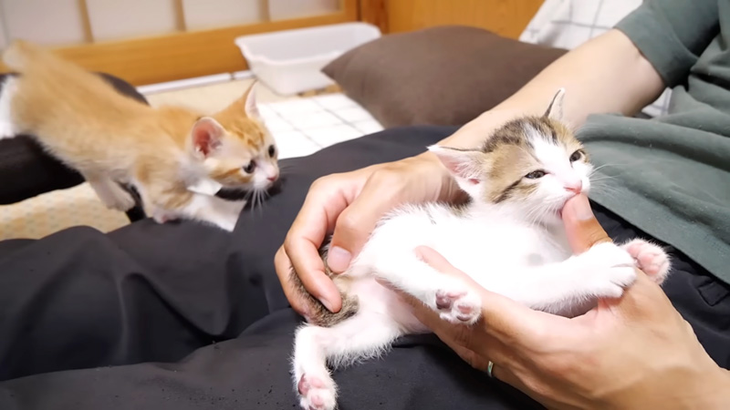甘える子猫達