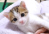 姉猫にもみくちゃにされても甘え続ける強メンタルな弟猫が可愛すぎる ( *´艸`)♡ 甘えん坊な子猫