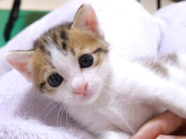 いまだに祖母猫のミルクを飲もうとする大きな赤ちゃん猫が可愛い
