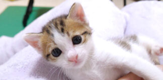 甘えん坊な子猫