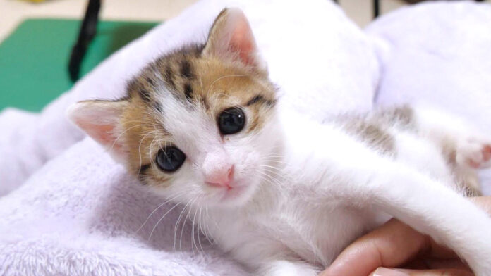 kyomentaru_neko_title 甘えん坊な子猫
