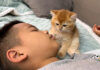 男の子の隣でウトウトする子猫