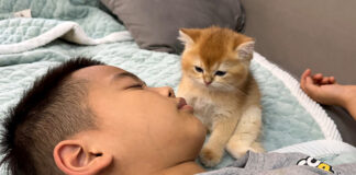 男の子の隣でウトウトする子猫