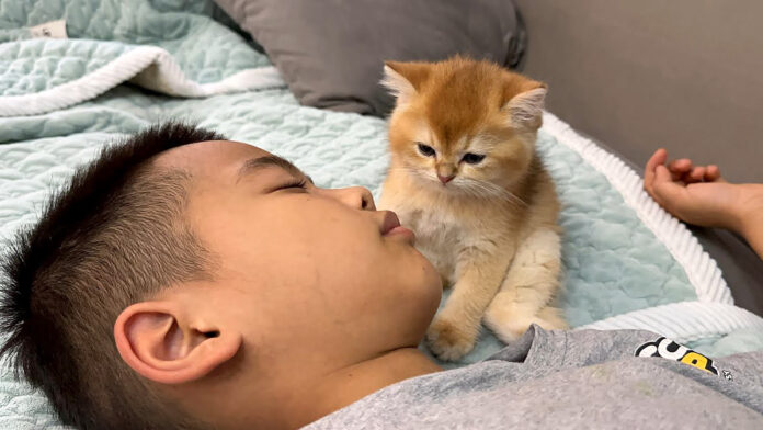 男の子の隣でウトウトする子猫