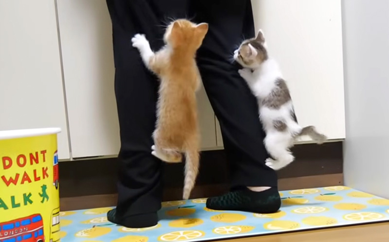 足に登る子猫達