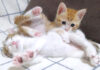 弟猫に激しく絡む子猫