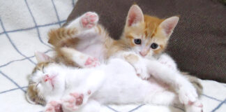 弟猫に激しく絡む子猫