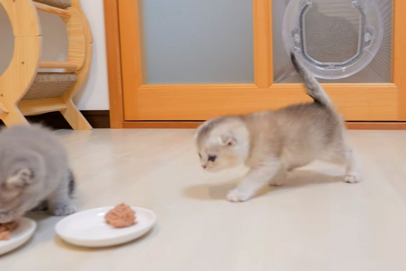 慌ててご飯を食べに来た子猫