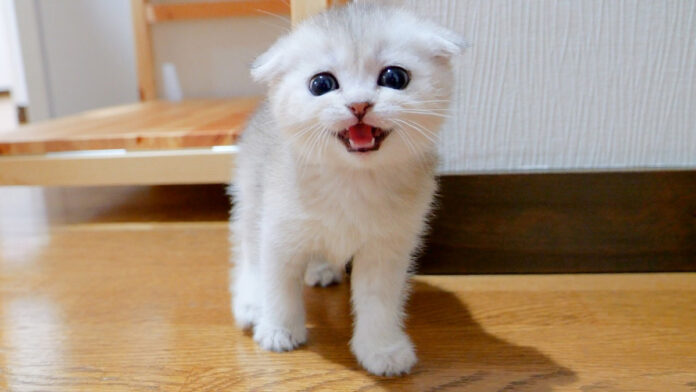 madaka_neko_title ご飯を催促する子猫