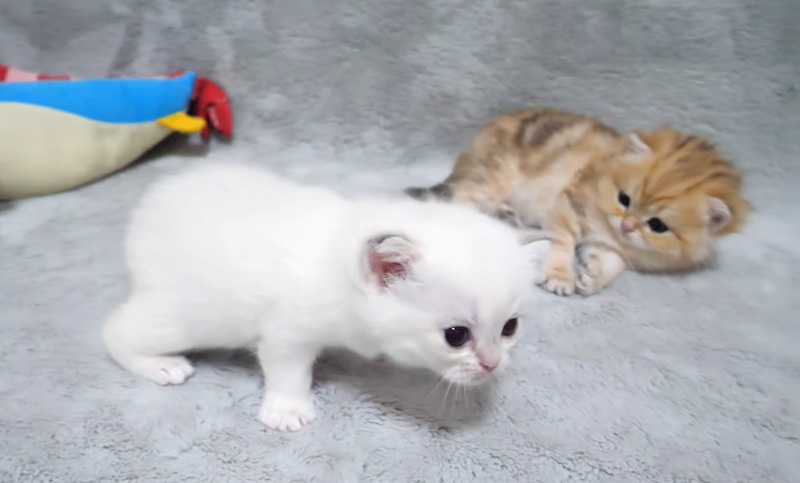 歩き回る子猫