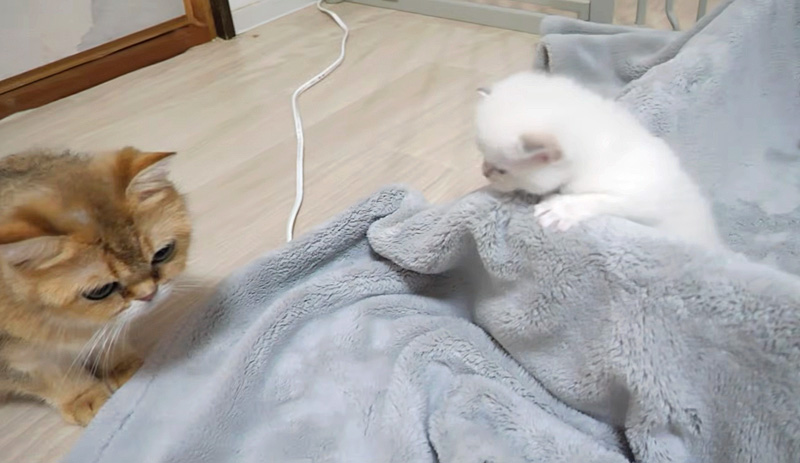 ママ猫のところに行きたい子猫