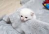 ママ猫のところに行きたい子猫