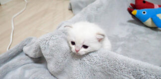 ママ猫のところに行きたい子猫