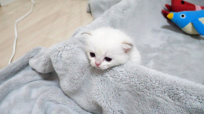 ママ猫のところに行きたい子猫