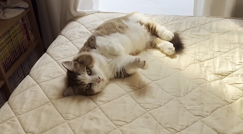 ベッドの上でまったりする猫