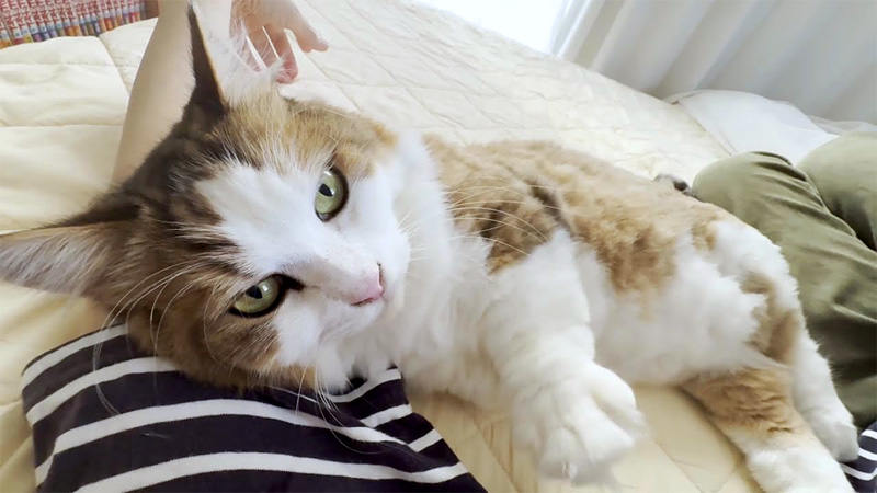 お母さんに腕枕させてあげる猫