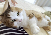お母さんに腕枕させてあげる猫