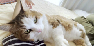 お母さんに腕枕させてあげる猫