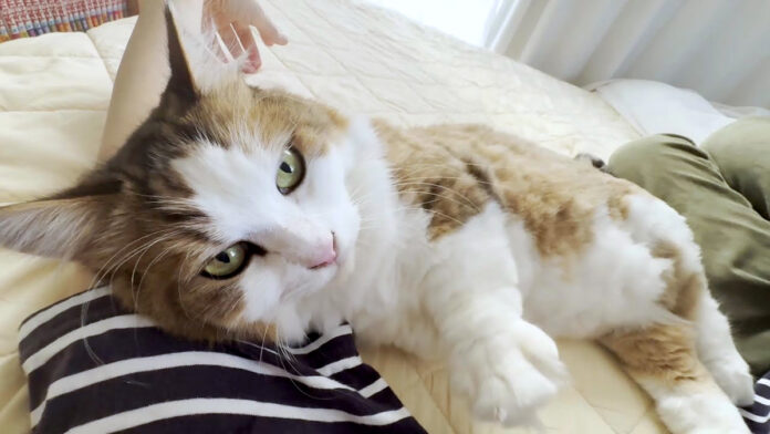 お母さんに腕枕させてあげる猫