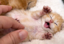 ナデナデされる子猫